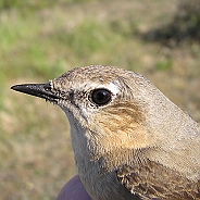 Stenskvätta, Sundre 20110606